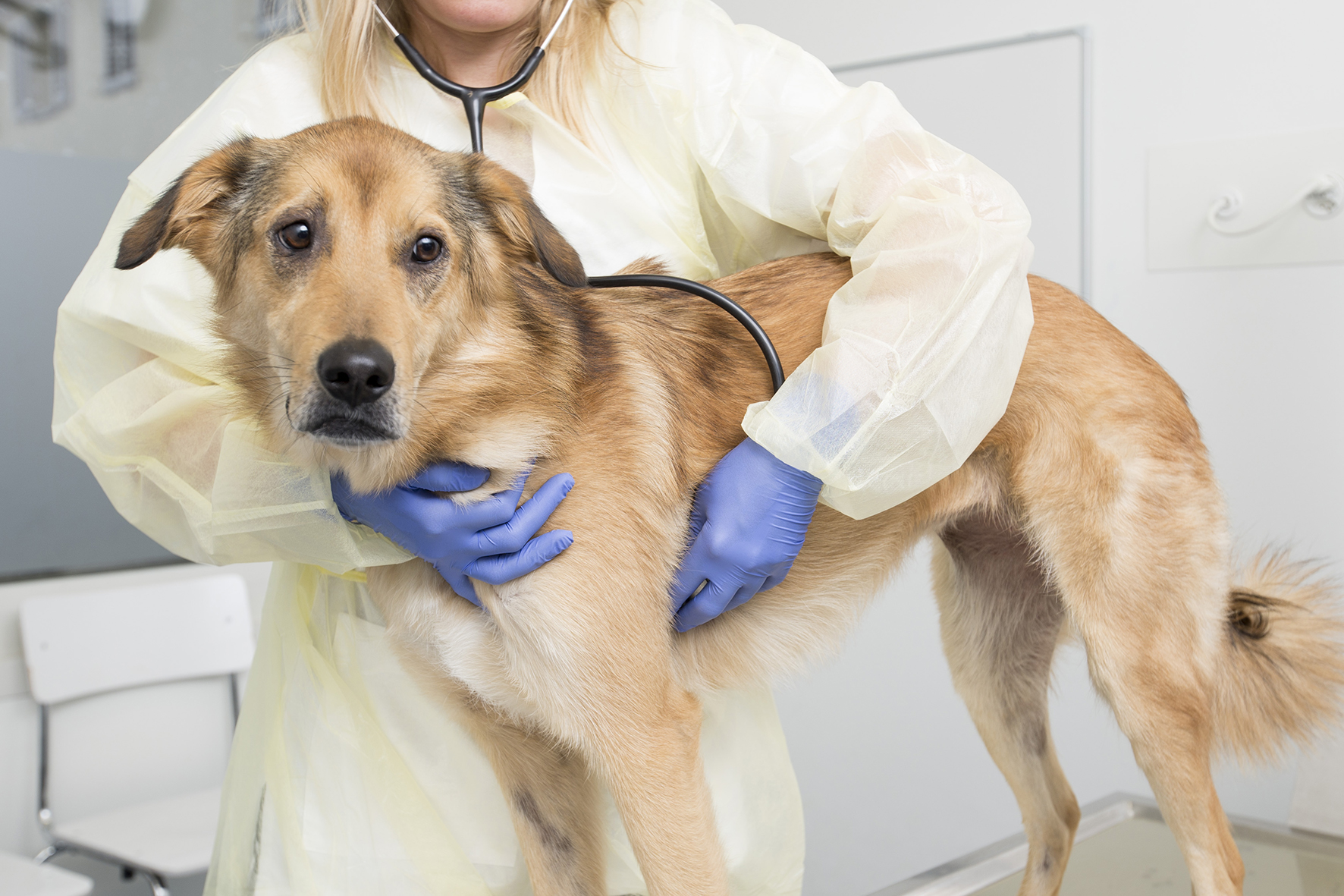 Beruf Tierärztin/Tierarzt